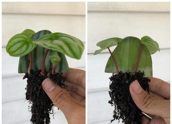 蝴蝶兰扦插方法有哪些？如何确保成活率高？