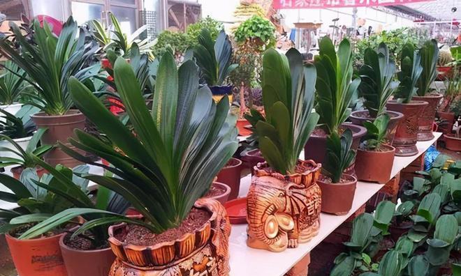 蝴蝶兰底肥施用方法是什么？哪种肥料最适合蝴蝶兰？