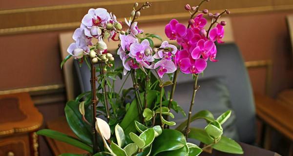 蝴蝶兰多久开花一次？如何正确养护以促进开花？