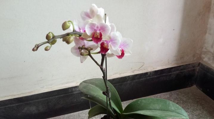 蝴蝶兰多久浇水一次？如何正确浇水保持蝴蝶兰健康？