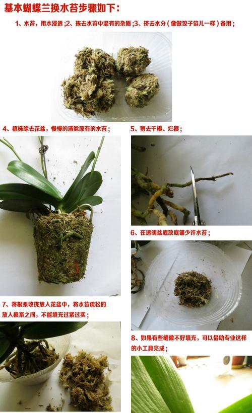 蝴蝶兰多久浇一次水合适？如何正确浇水以保持其健康生长？
