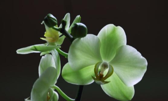 蝴蝶兰花的花语是什么？它代表了哪些意义？