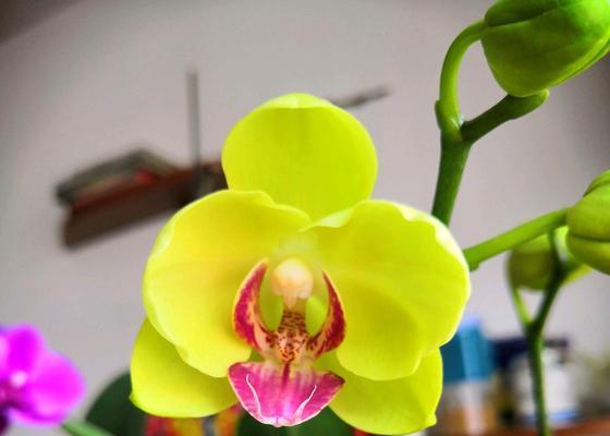 蝴蝶兰花如何浇水才能长得更旺盛？