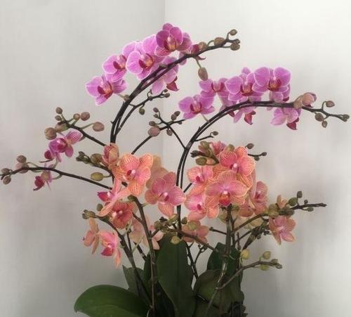 蝴蝶兰花如何浇水才能长得更旺盛？