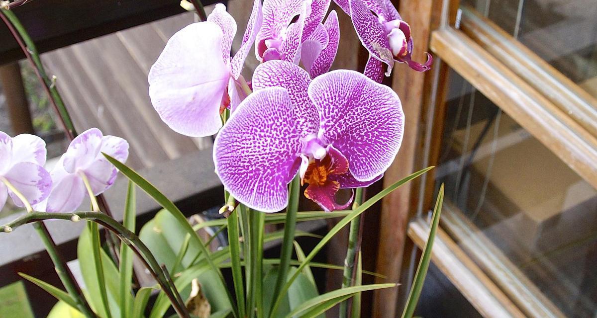 蝴蝶兰花期持续多久？如何延长花期？