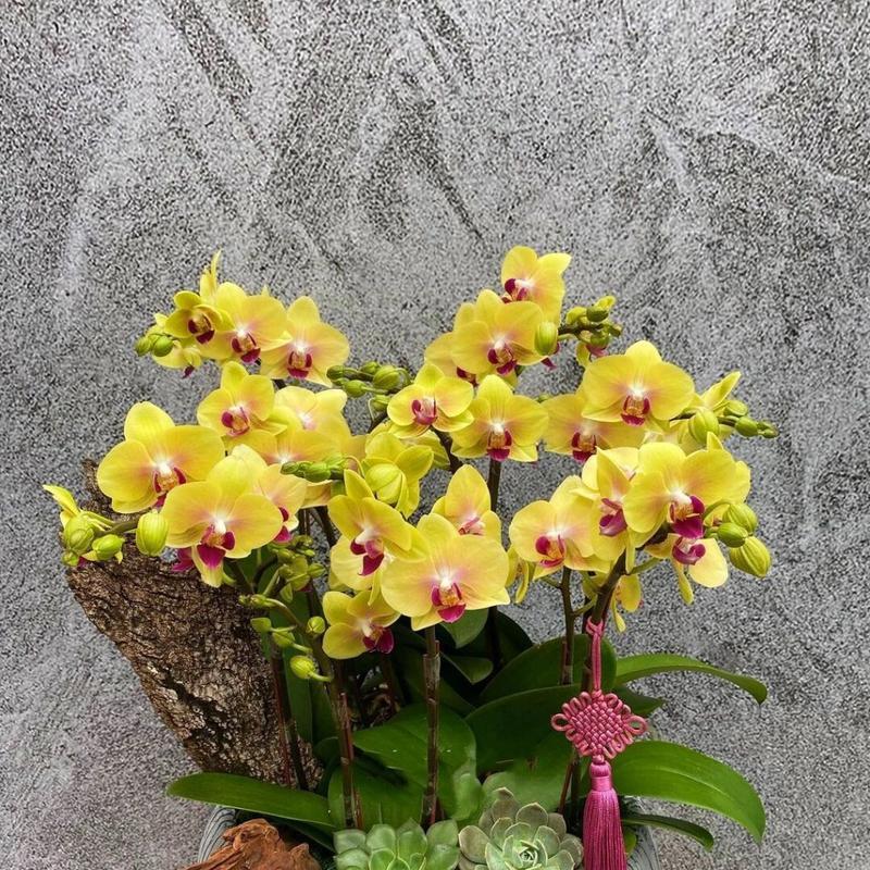 蝴蝶兰花期持续多久？如何延长花期？
