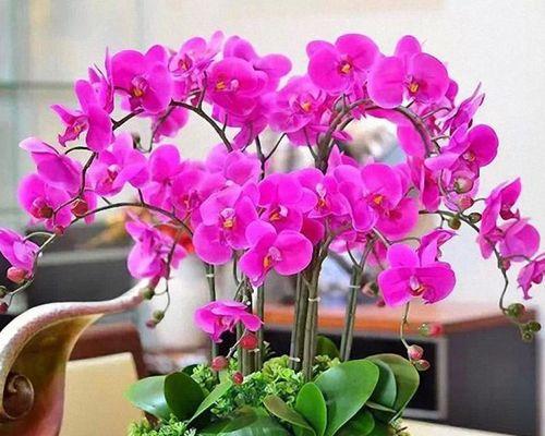 蝴蝶兰花期持续多久？如何延长花期？