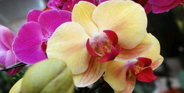 蝴蝶兰花期持续多久？最佳观赏季节是几月？