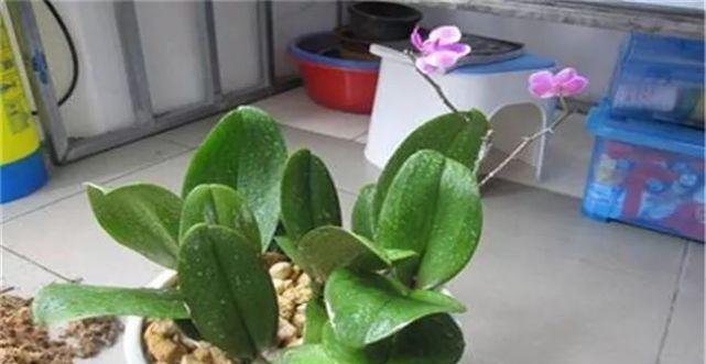 蝴蝶兰花土怎么配制？自制蝴蝶兰生长土壤的正确步骤是什么？