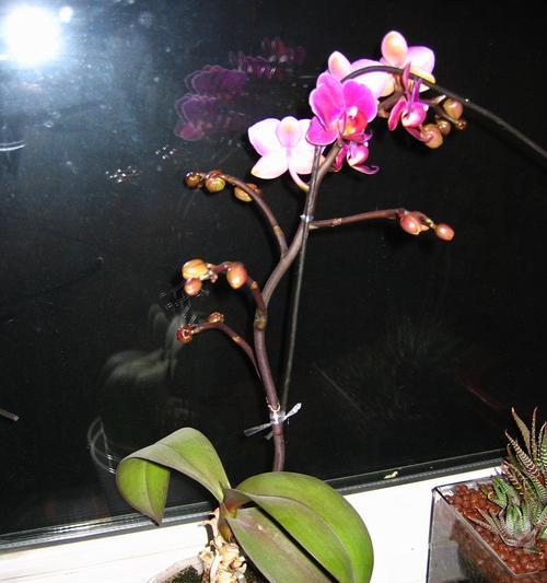 蝴蝶兰花喜水吗？属于喜水植物吗？