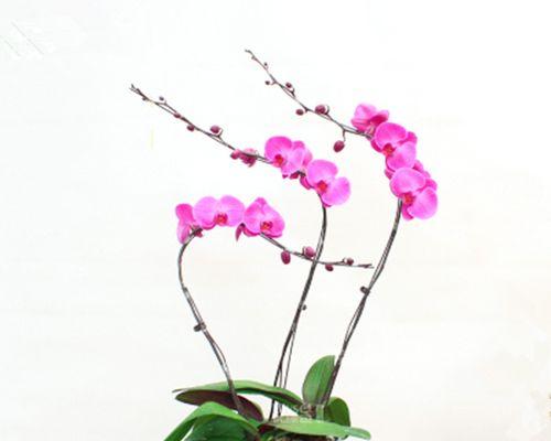 蝴蝶兰花香有毒吗？对人体健康有何影响？