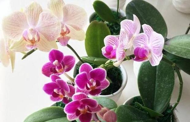 蝴蝶兰花谢了怎么办？如何正确处理和养护？