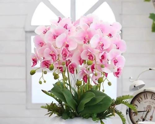 蝴蝶兰花养殖技巧有哪些？如何确保蝴蝶兰健康生长？