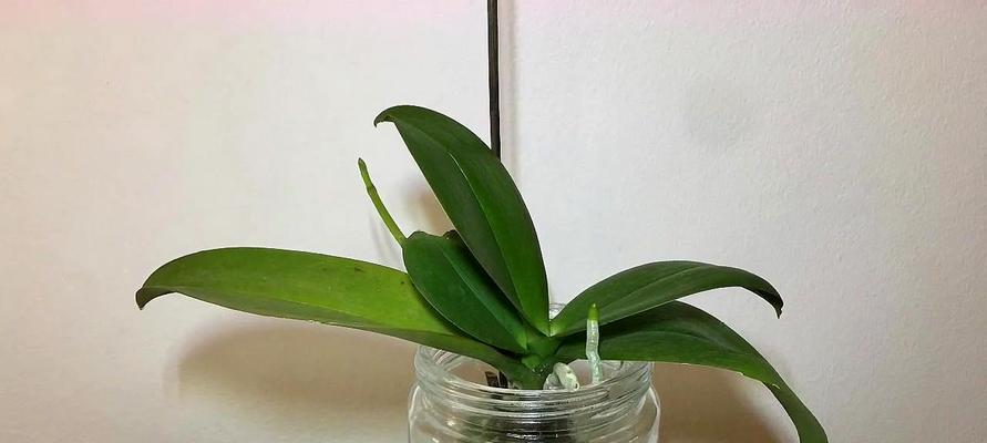 蝴蝶兰换盆后需要浇水吗？换盆后浇水的正确时机是什么？