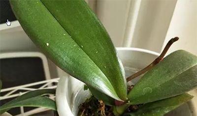 蝴蝶兰换盆后需要浇水吗？换盆后浇水的正确时机是什么？