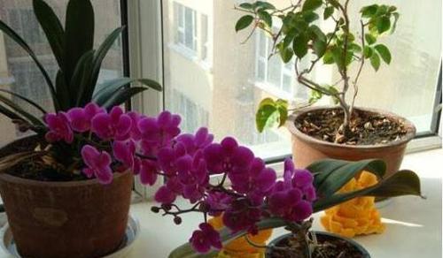 蝴蝶兰几点开花？最佳观赏季节是什么时候？