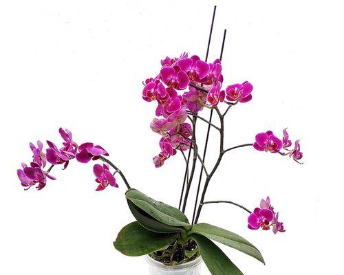 蝴蝶兰几点钟开花？如何确保按时绽放？