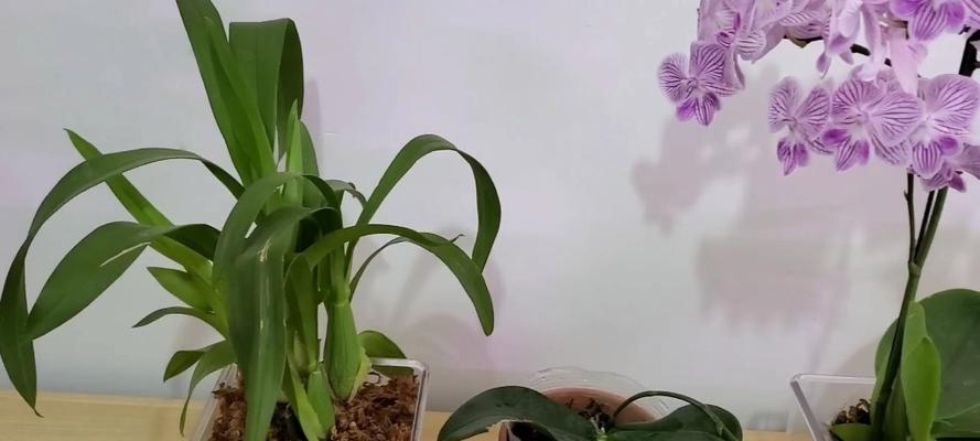 蝴蝶兰浇水应该注意什么？最佳浇水时间和方法是什么？