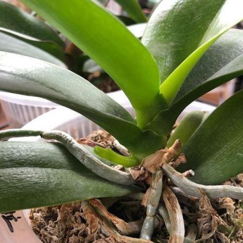 蝴蝶兰浇水应该注意什么？最佳浇水时间和方法是什么？