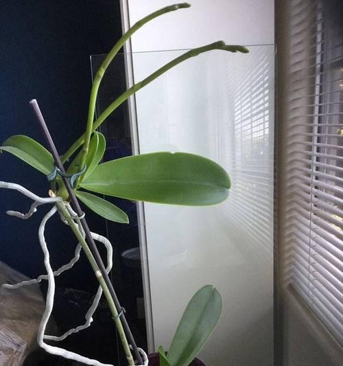 蝴蝶兰浇水要浇透吗？浇多少水才算合适？