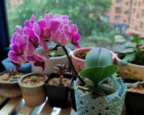 蝴蝶兰开花后怎么处理？如何正确养护以延长花期？