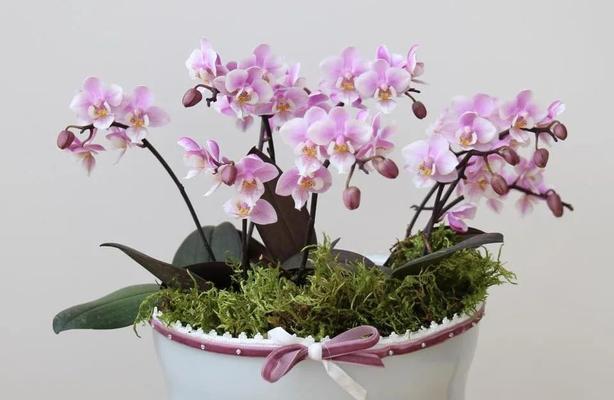 蝴蝶兰开花后怎么处理？如何正确养护以延长花期？