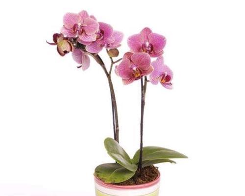 蝴蝶兰开花后怎么处理？如何正确养护以延长花期？