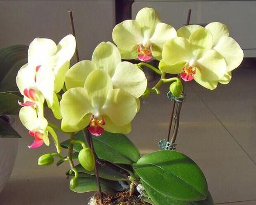 蝴蝶兰开花后修剪方法是什么？修剪后如何护理？