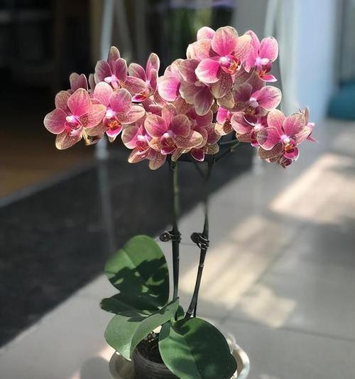 蝴蝶兰开花后修剪方法是什么？修剪后如何护理？