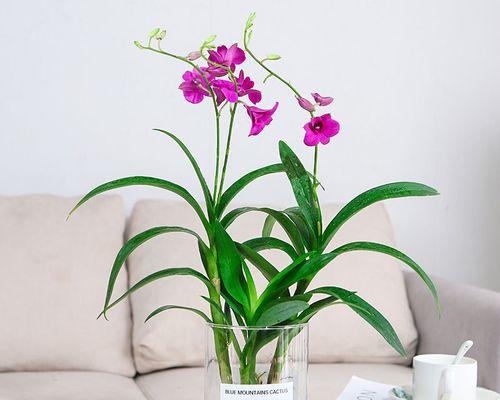 蝴蝶兰可以水培吗？水培蝴蝶兰的正确方法是什么？