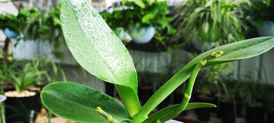 蝴蝶兰可以种在土里吗？如何正确种植蝴蝶兰？