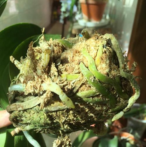 蝴蝶兰烂根了怎么办？如何有效处理和预防？