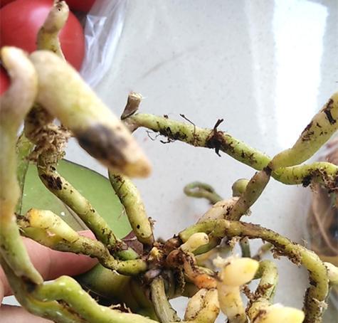 蝴蝶兰烂根了怎么办？如何有效处理和预防？