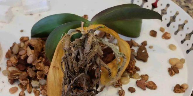 蝴蝶兰烂心了怎么办？如何预防和处理蝴蝶兰烂心问题？