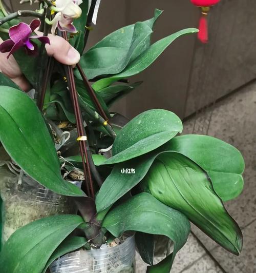 蝴蝶兰复花的条件是什么？如何正确养护以促进复花？