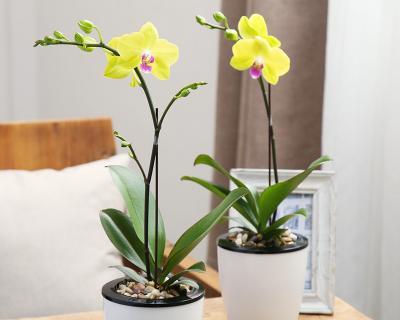 室内养蝴蝶兰可行吗？如何正确养护？
