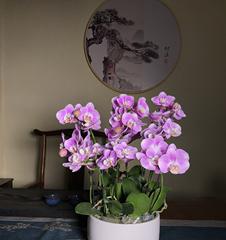 室内养蝴蝶兰可行吗？如何正确养护？