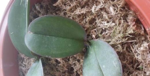 蝴蝶兰配土方法是什么？种植土壤如何选择？