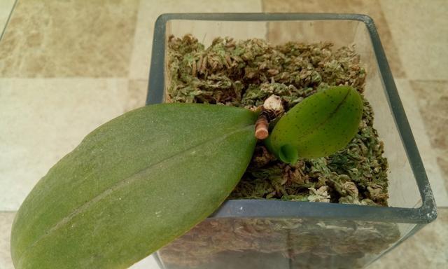蝴蝶兰分株移植的最佳时机是什么时候？具体操作步骤有哪些？