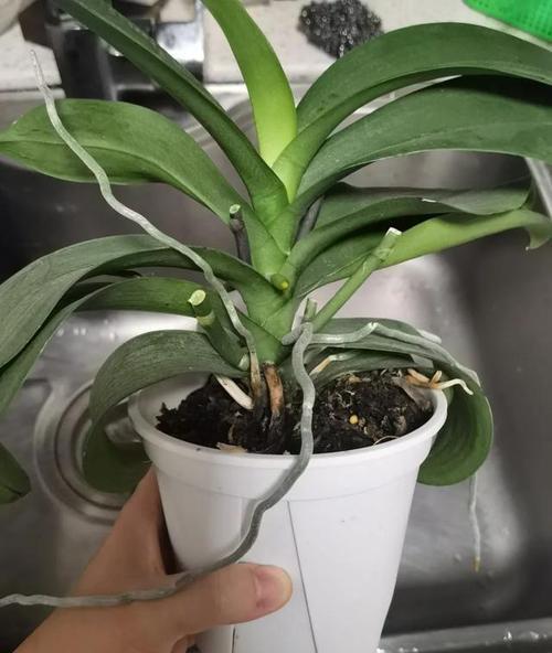 蝴蝶兰换盆的最佳时机是什么时候？换盆后如何护理？