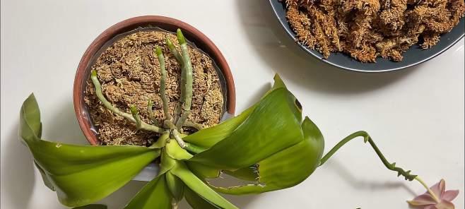 蝴蝶兰换盆的最佳时机是什么时候？换盆步骤和注意事项有哪些？