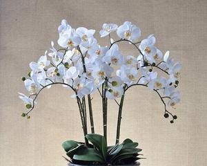 蝴蝶兰是什么植物？为什么被称为花中皇后？