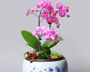 蝴蝶兰适合大盆还是小盆？如何选择合适的花盆？