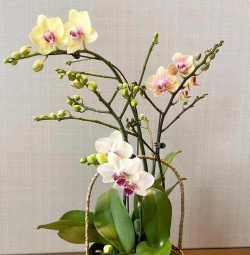 蝴蝶兰适合大盆还是小盆？如何选择合适的花盆？