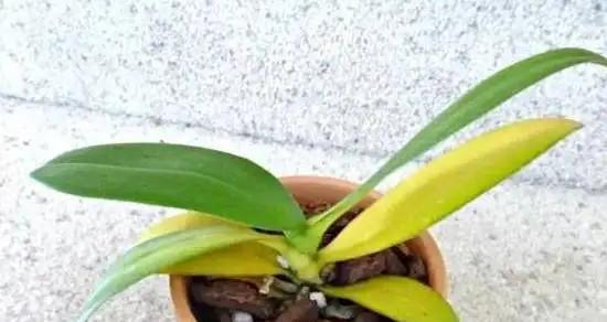 蝴蝶兰水浇多了怎么办？如何正确处理过量浇水问题？