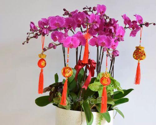 蝴蝶兰四季开花吗？如何实现全年持续开花？