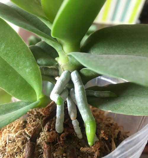 蝴蝶兰喜肥吗？喜欢施什么肥料？