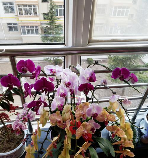 蝴蝶兰喜欢太阳吗？光照需求与养护技巧解析