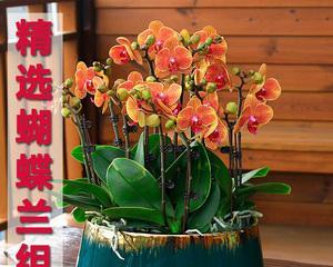 蝴蝶兰用多大的盆合适？如何根据植株大小选择合适花盆？