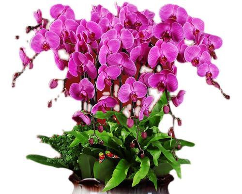 蝴蝶兰用多大的盆合适？如何根据植株大小选择合适花盆？